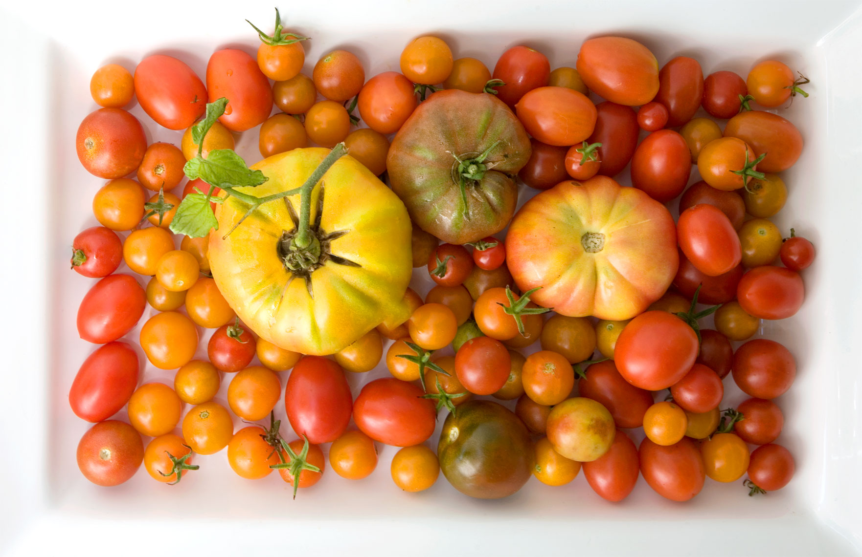 mixedtomatoes4_MG_4433_portfolio